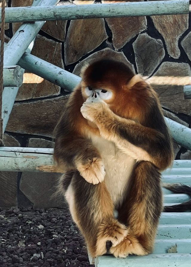 北京動物園特種兵攻略！熊貓外交官見面指南