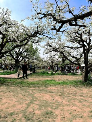 In-depth Tour of Dangshan Pear King Tree Scenic Area: 2 Days to Explore All the Highlights