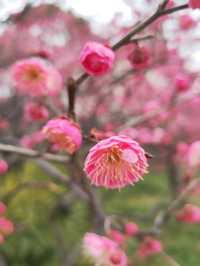真如公園梅花景