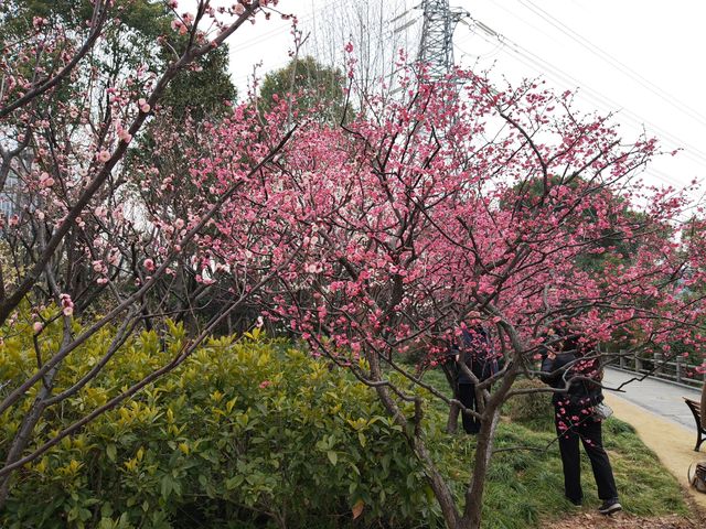 真如公園梅花景