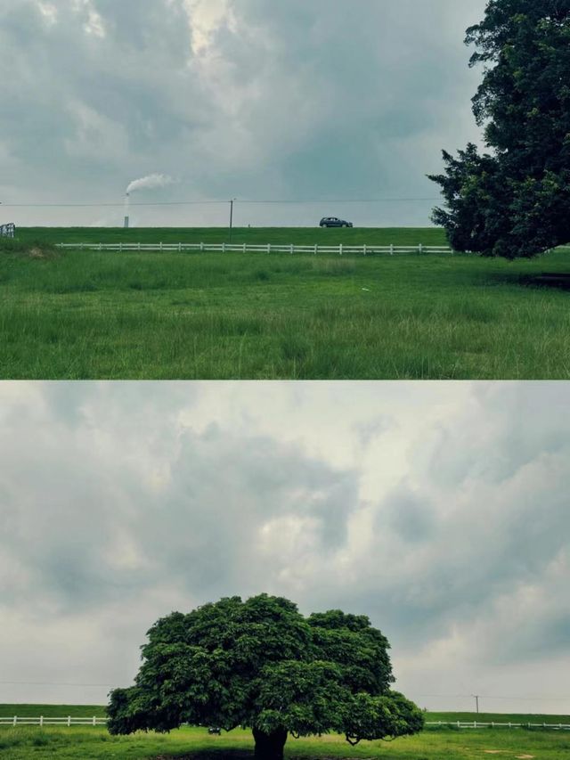 佛山竟然都有自己嘅內蒙古大草原，真係靚到喊呀！