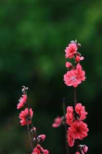 水濂山畔，赴一場桃花嘅浪漫之約