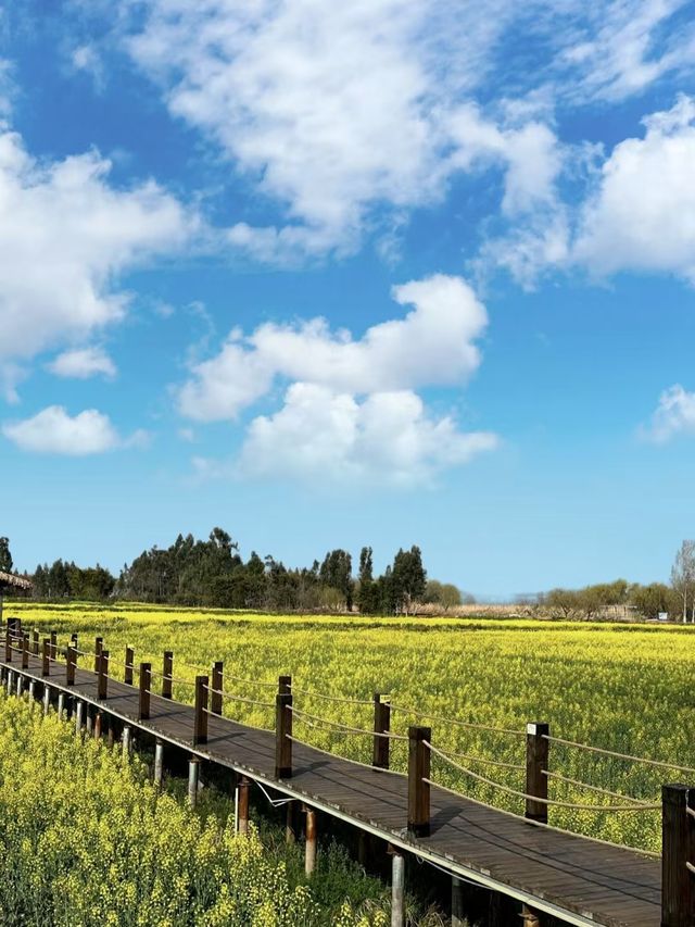 唔使離開昆明市區都可以睇到油菜花，最齊全嘅攻略來啦