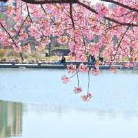 🌸市區寶藏賞櫻地 | 上海植物園