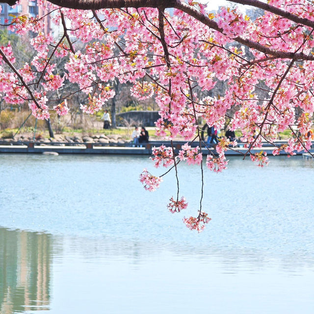 🌸市區寶藏賞櫻地 | 上海植物園