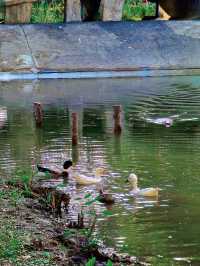 深圳最適合帶小朋友捉魚釣魚的公園