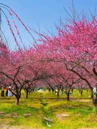三生三世十里桃花園，現實走走一次吧 