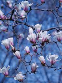 合肥的杏花要開在杏花公園，才算對味！
