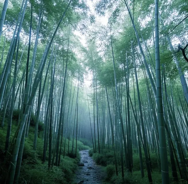 Nanshan Bamboo Sea: A Green Wonderland in Changzhou