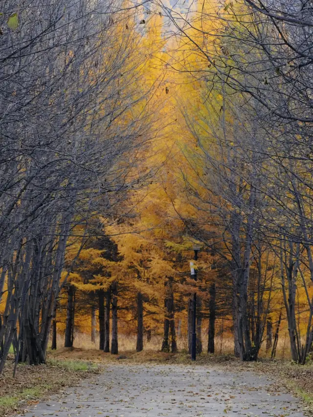 3-Day Tour of Mohe: A Perfect Choice for a Short Holiday