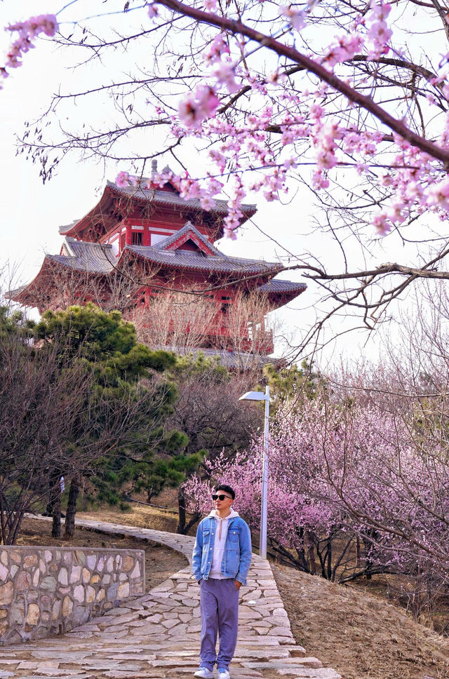 北京賞花新頂流預定！錯過等一年