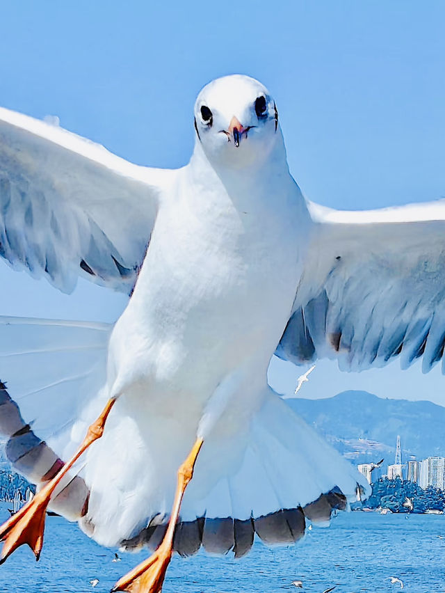 Kunming Dianchi watching seagulls