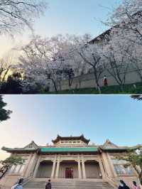 2025武漢大學賞櫻全攻略 | 附最佳路線