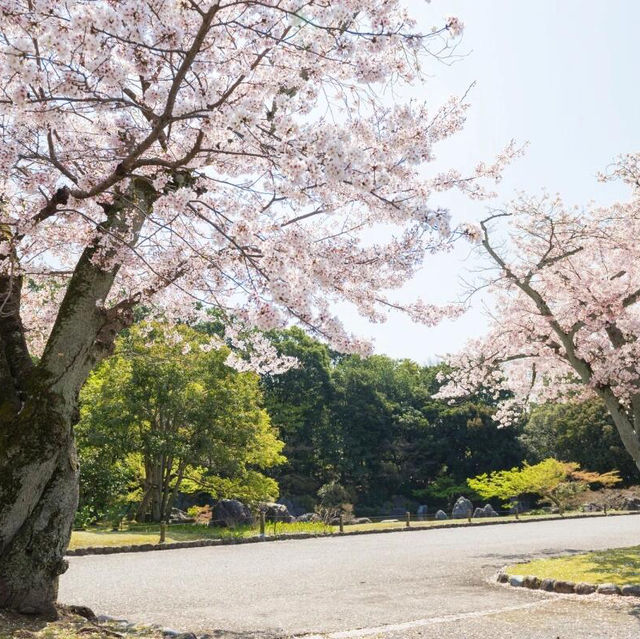 🌸被問爆的賞櫻聖地 | 萬博紀念公園