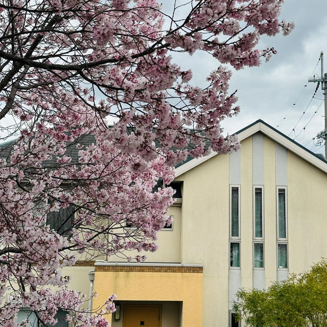 🌸大阪狹山池公園，櫻花爛漫正當時！