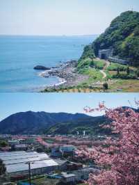 河津桜の早春の魅力を満喫しよう！