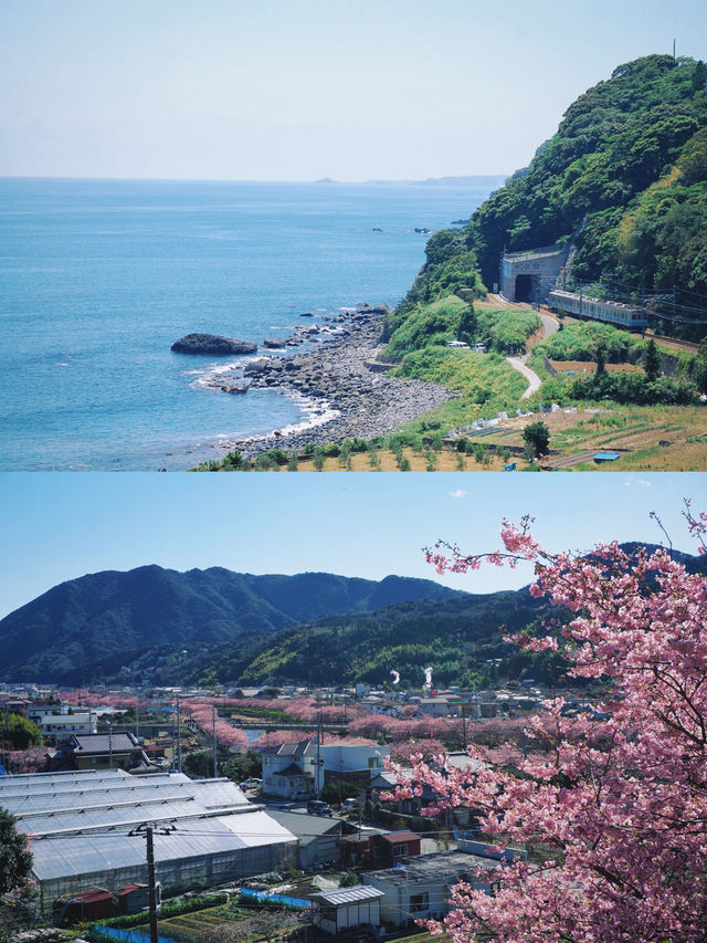 河津桜の早春の魅力を満喫しよう！
