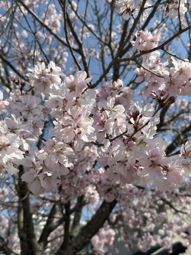 狹山池公園：歷史與自然的交響詩 🌸
