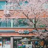 🌸2025庆州櫻花季!皇龍院賞櫻全攻略