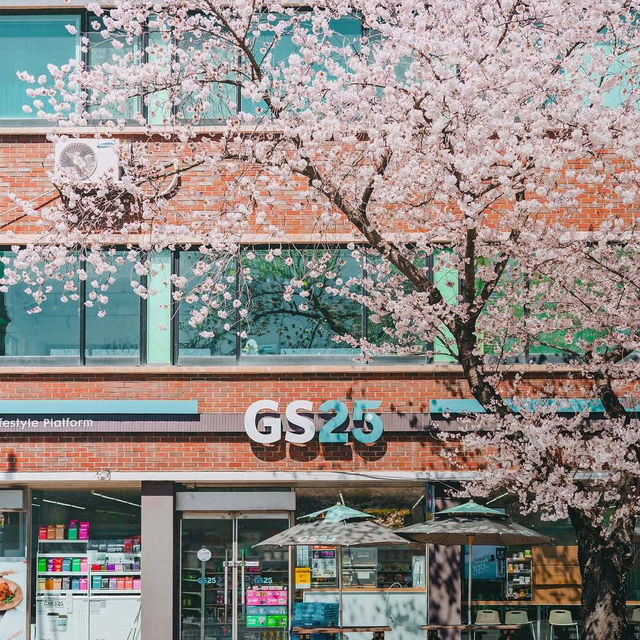 🌸2025庆州櫻花季!皇龍院賞櫻全攻略 🌸2025庆州櫻花季!皇龍院賞櫻全攻略