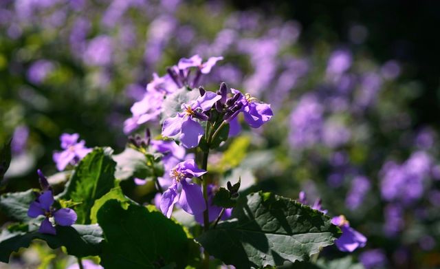 黿頭渚賞花記 黿頭渚賞花記