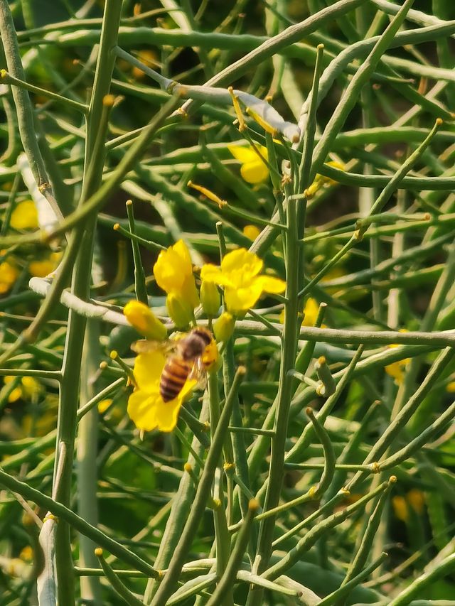 鄉間村野油菜花故