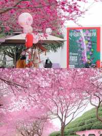 福建龍岩永福櫻花 | 夢幻仙境拍照攻略