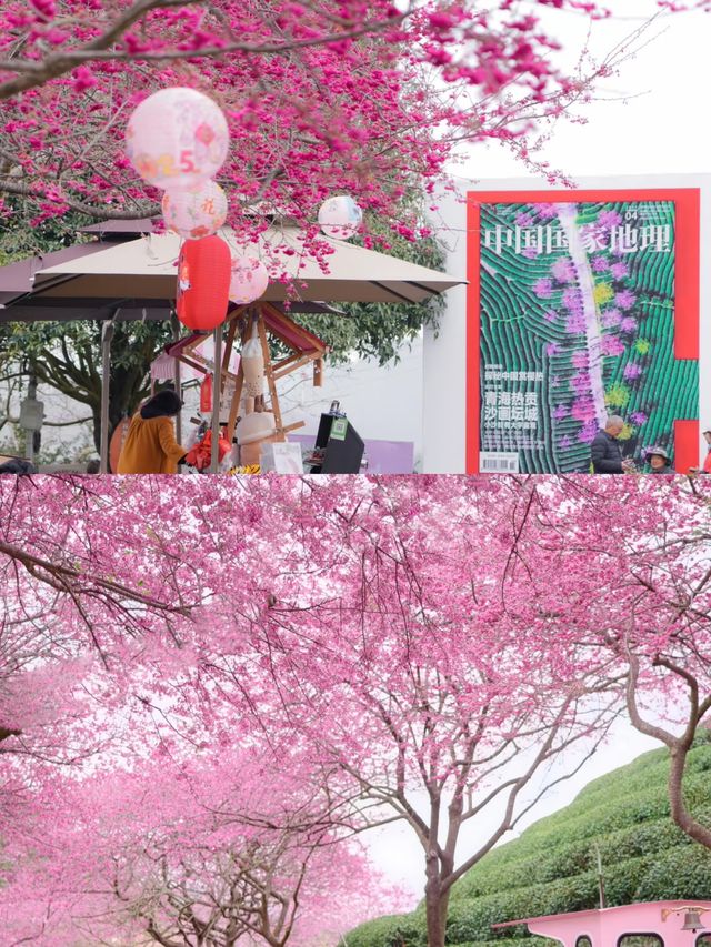 福建龍岩永福櫻花 | 夢幻仙境拍照攻略