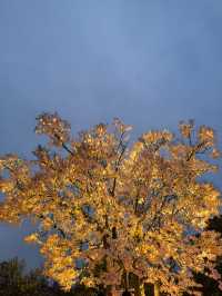 上海顧村賞夜櫻