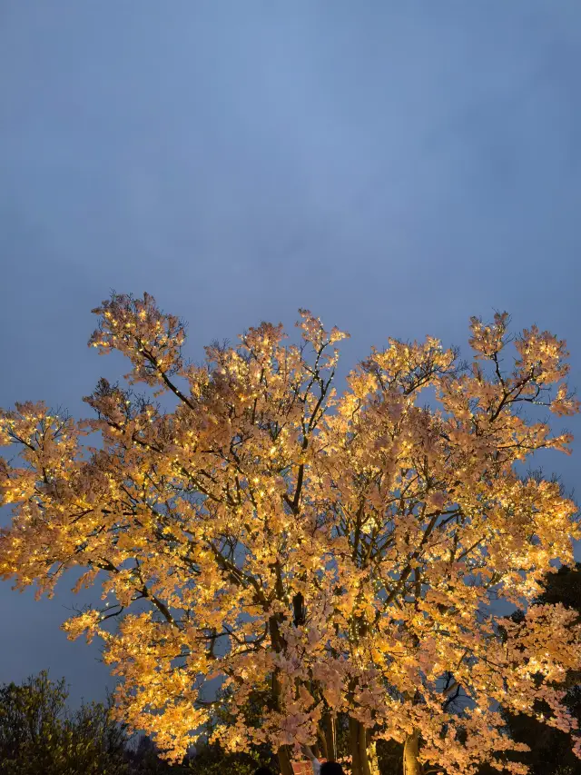 상하이 구춘 야간 벚꽃놀이