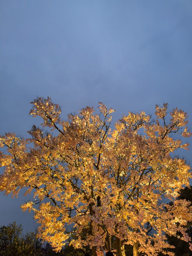 上海顧村賞夜櫻 上海顧村賞夜櫻