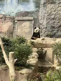 熊貓微笑，林間溫情—漫遊石排灣郊野公園