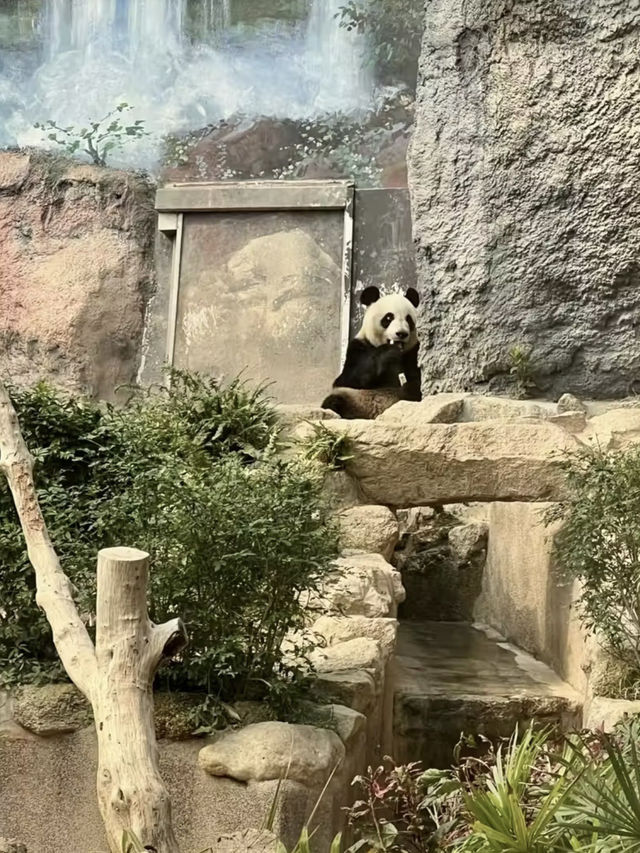 熊貓微笑，林間溫情—漫遊石排灣郊野公園