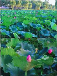 吉林賞荷花 | 3月，‌淨月潭國家森林公園的荷花來場約會