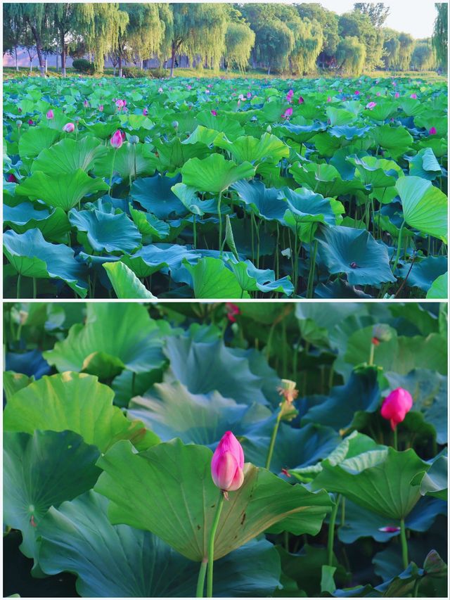 吉林賞荷花 | 3月，‌淨月潭國家森林公園的荷花來場約會