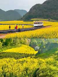 曲靖油菜花賞花攻略‖打卡避雷攻略