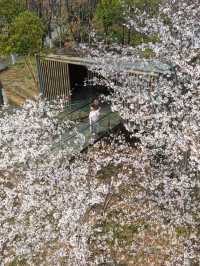 武漢花朝節勁好玩，為期一個月的國風嘉年華