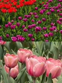 西安限定 | 鬱金香花海首波綻放，快來打卡