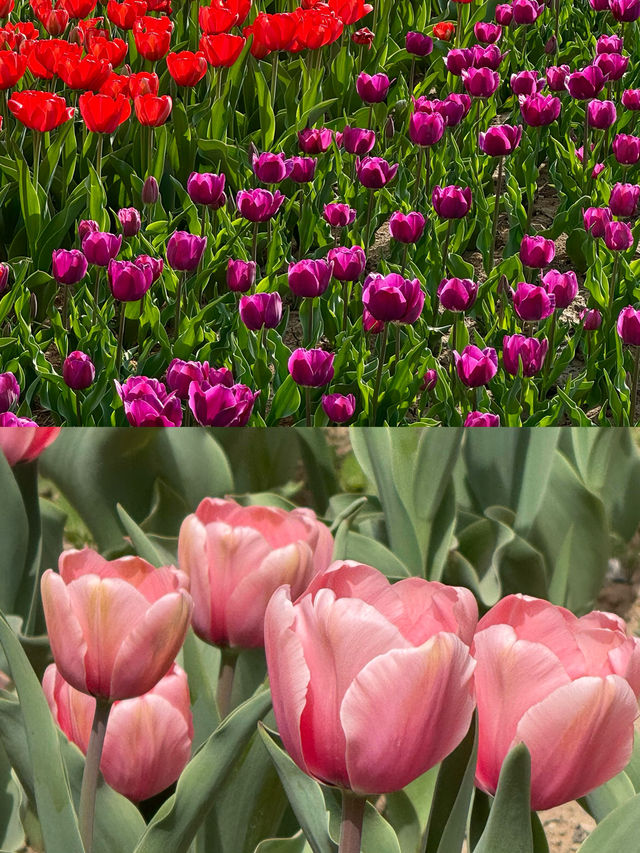 西安限定 | 鬱金香花海首波綻放，快來打卡