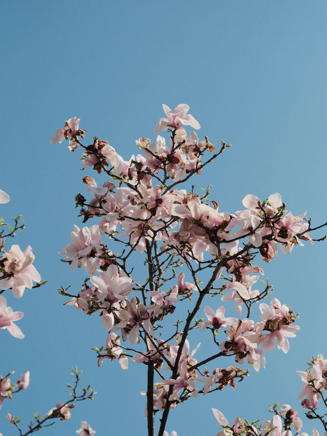 🌸貴陽西普陀寺 | 玉蘭花下的禪意邂逅