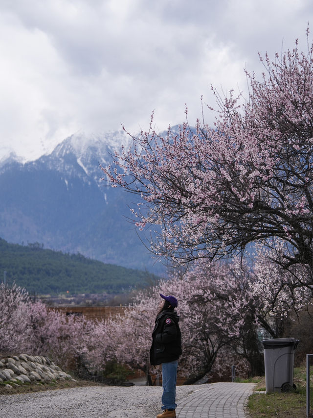 為了西藏的雪山與桃花｜專門去了次米林