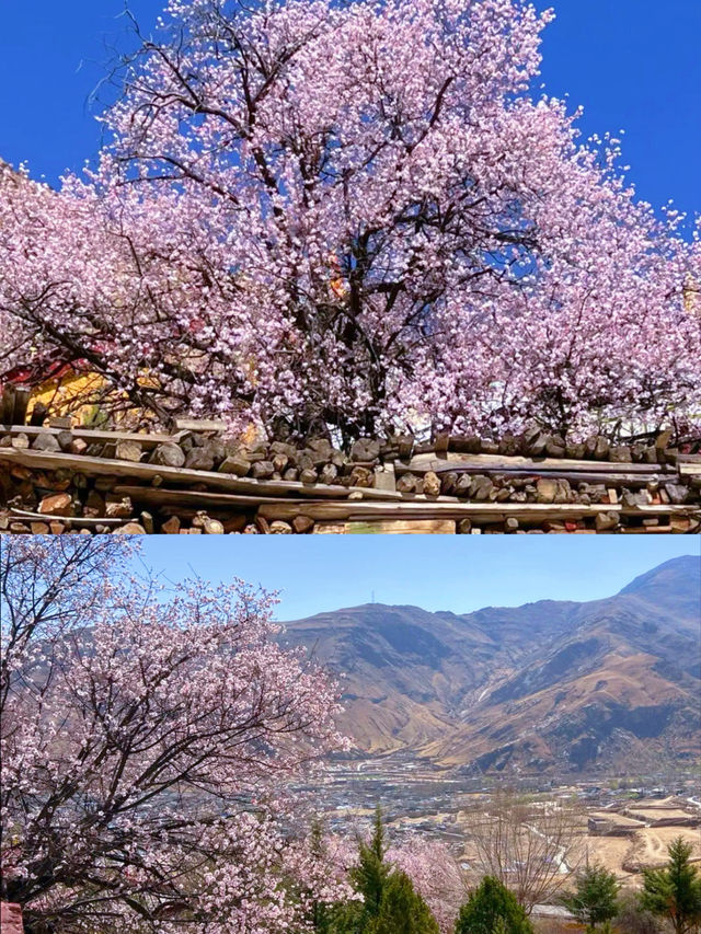 春季賞桃花圖鑑：拉薩行