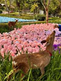 🌸珠海限定！城市客廳繡球花海來襲  
