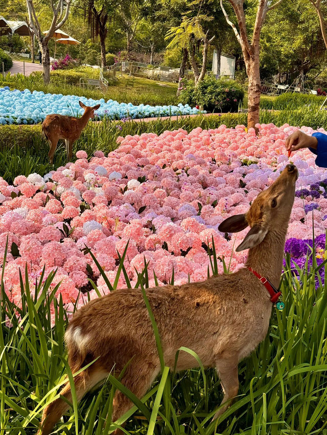 🌸珠海限定！城市客廳繡球花海來襲  