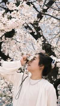 穿和服與「舞姬」共舞的粉色奇緣