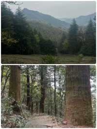佛系吸氧天花板！天目山保姆級避坑攻略