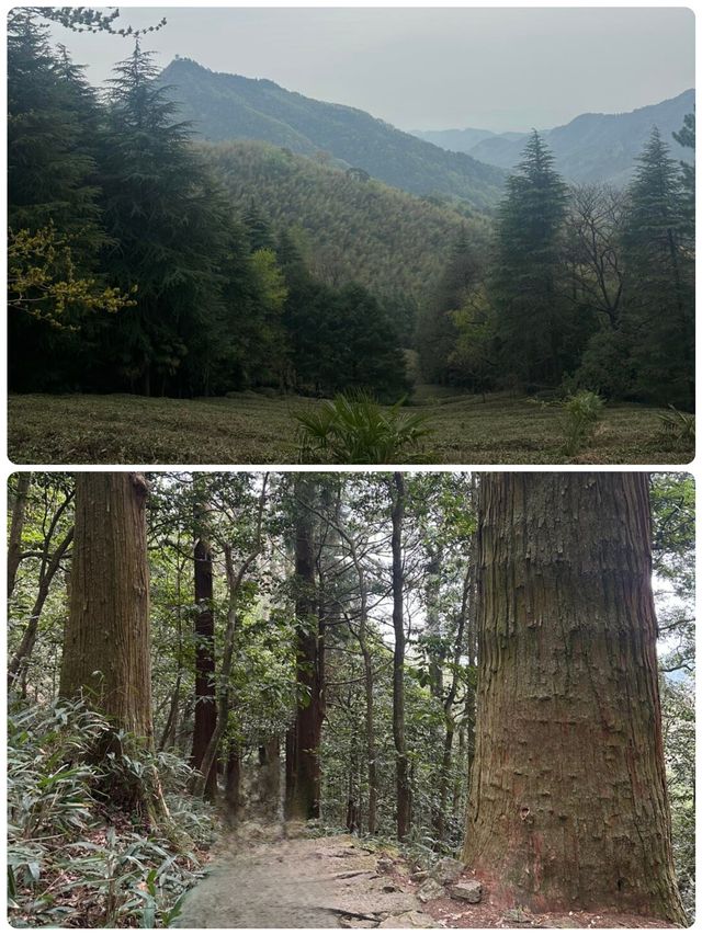 佛系吸氧天花板！天目山保姆級避坑攻略