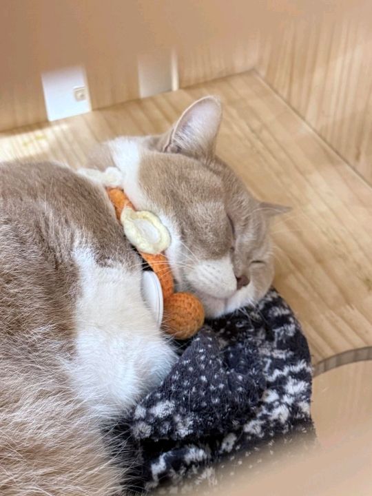 南頭古城挖到寶！手作控為了集章衝爆這間療癒小店💌🐾