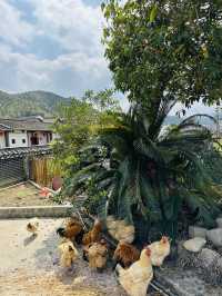 美麗鄉村 石圳村