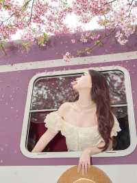 ⋆ ˚sukura୨୧˚櫻花會過期照片不會～